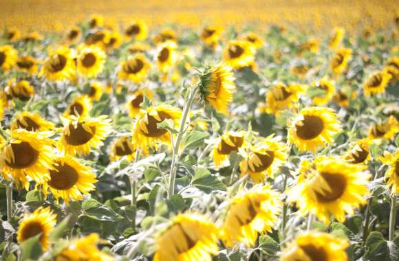 Sunny Yellow Flower France Flower Field Nature Sunflower