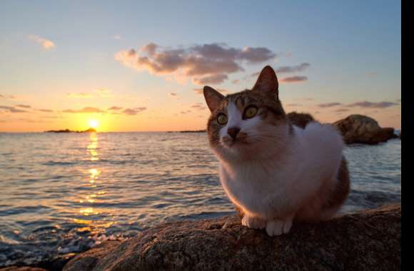 Sunset Animal Cat 8k Ultra