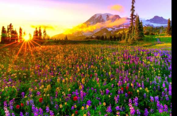 Sunset Field Wildflower Landscape Mountain Flower Meadow Nature Spring