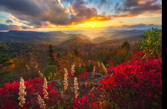 Sunset Flower Forest Mountain Nature Landscape