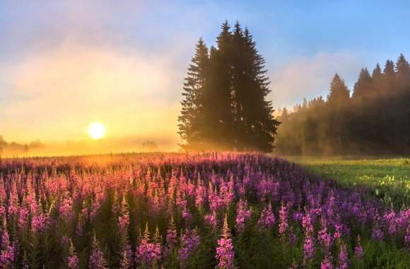 Sunset in a Purple Flower Field -