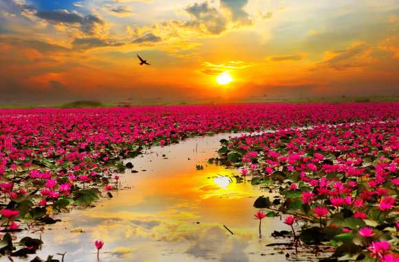 Sunset Lotus Garden wallpapers hd quality