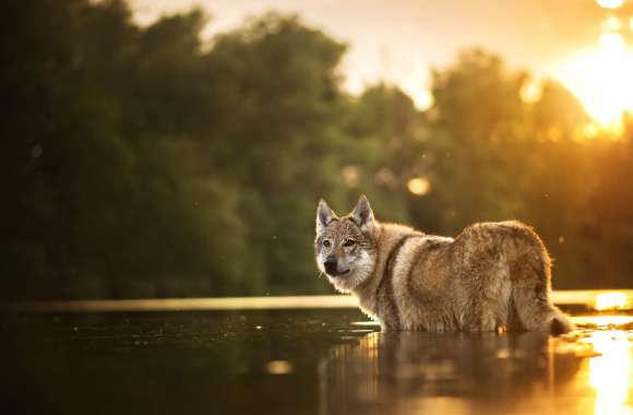 Sunset River Wolfdog - wallpapers hd quality