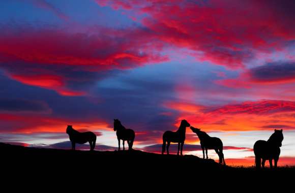 Sunset Silhouettes HD Horse Wallpaper