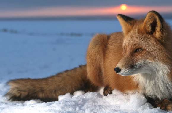 Sunset Snow Fox wallpapers hd quality