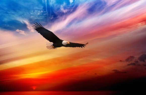 Sunset Soar Bald Eagle wallpapers hd quality