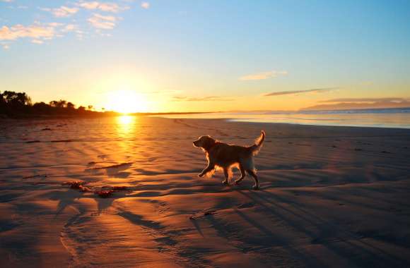 Sunset Stroll - Dog on Beach wallpapers hd quality