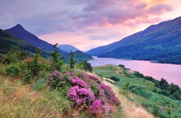Sunset Summer Cloud Grass Flower Colors Blossom Nature River