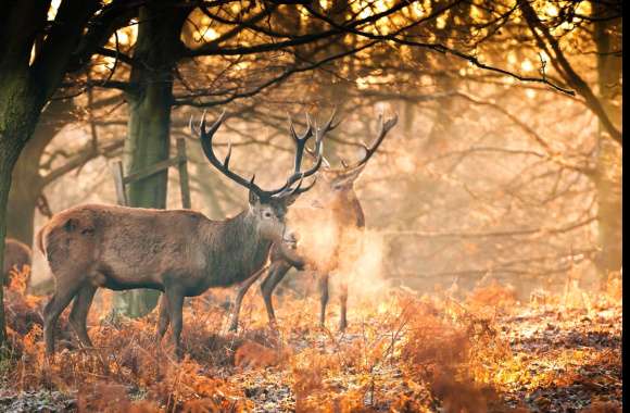 Sunshine Forest Fall Animal Deer wallpapers hd quality