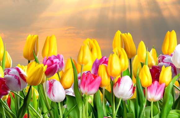 Sunshine Tulips A Vibrant HD Floral Delight