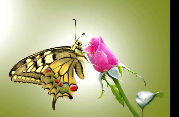 Swallowtail Butterfly on Blooming Rose -