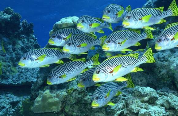 Sweetlips Fish wallpapers hd quality