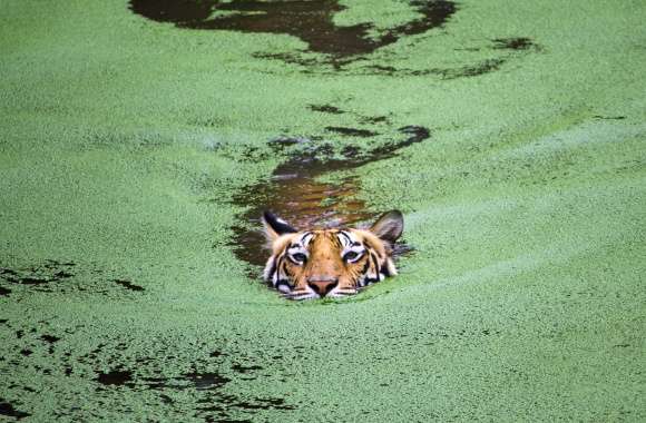 Swimming Tiger in Water