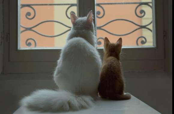 Table Window Kitten Animal Cat wallpapers hd quality