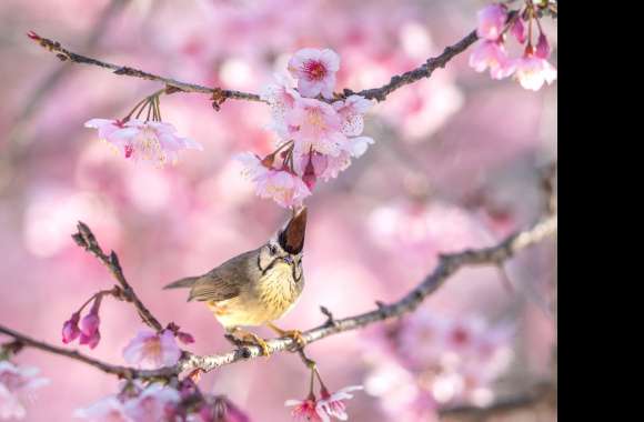 Taiwan Yuhina Animal Yuhina wallpapers hd quality