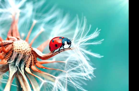 Teal Serenity A Macro Ladybug on Dandelion -