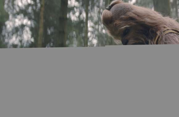 The Acolyte 2024 Chewbacca in Forest - HD TV Show Wallpaper