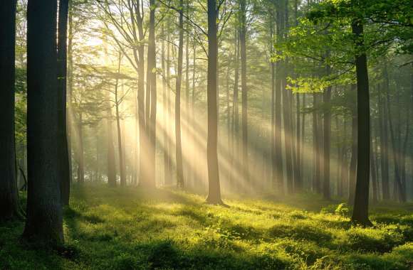 Thick forest Sunlight