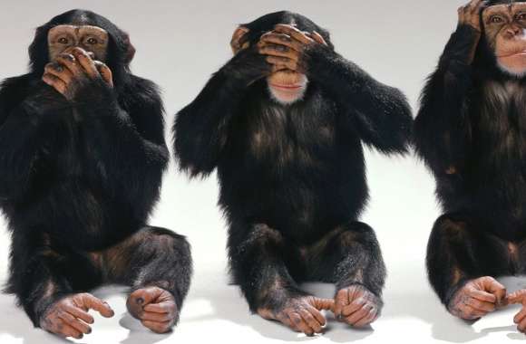 Three Wise Monkeys