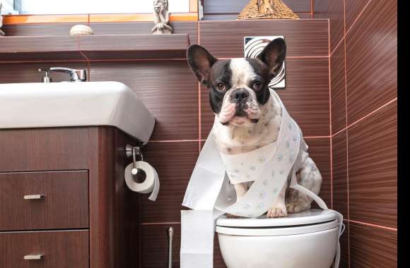 Toilet Funny Cute Bulldog Bathroom Dog Animal French Bulldog