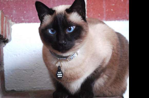 Tonkinese Cat Cat Animal Siamese Cat