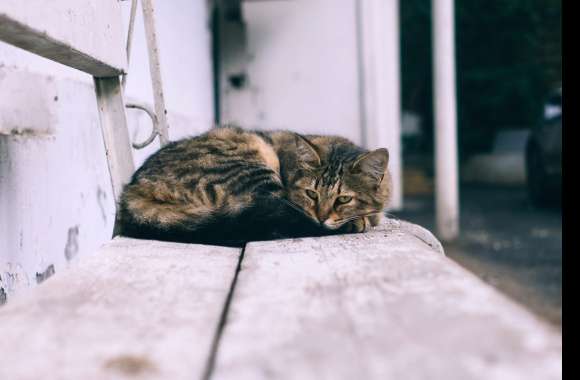 Tranquil Cat on Bench -