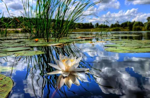 Tranquil Water Lily Reflection -