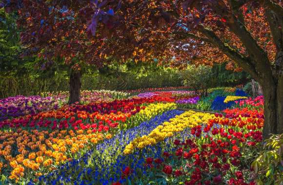 Tree Colorful Tulip Flower Photography Park