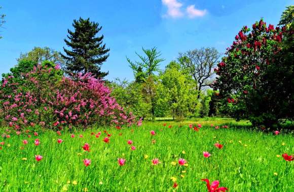 Tree Flower Grass Landscape Field Nature Spring wallpapers hd quality