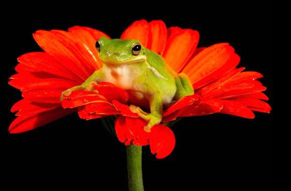 Tree Frog on Orange Gerbera