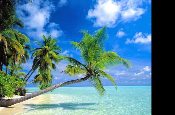 Tropical Beach Escape -