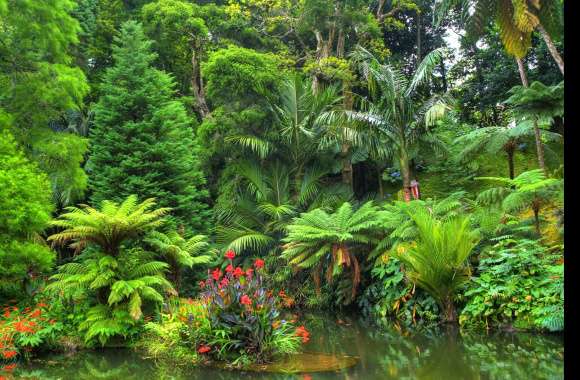 Tropical Rainforest Pond