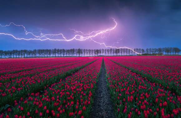 Tulips field Lightning Strike