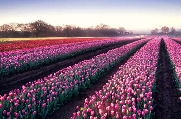 Tulips field Morning breeze wallpapers hd quality