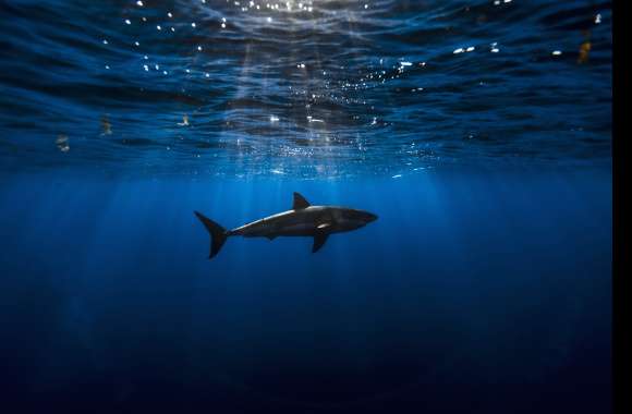 Underwater Animal Shark