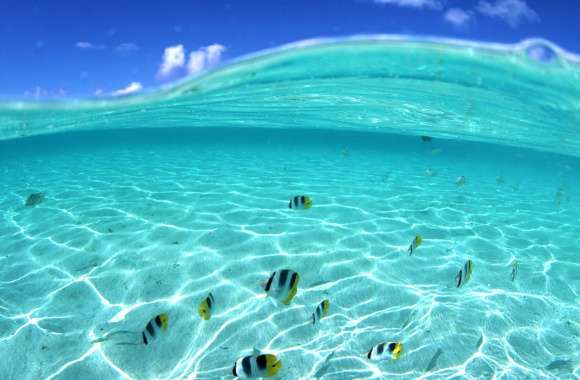 Underwater Butterflyfish Wave -