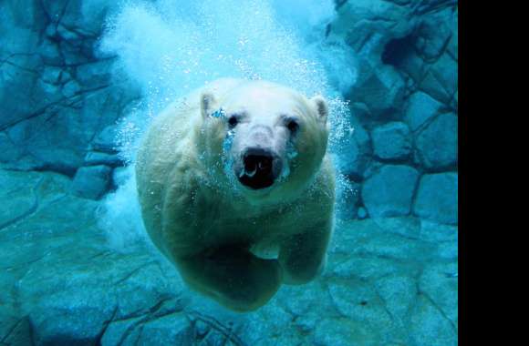 Underwater Grace Polar Bear wallpapers hd quality