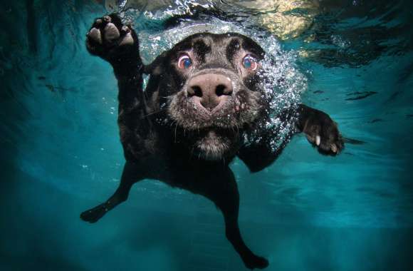 Underwater Labrador Retriever