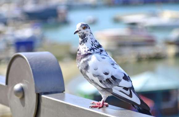 Urban Pigeon