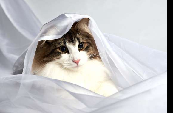 Veil Animal Cat