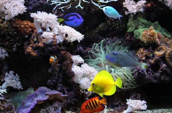 Vibrant Aquarium Life