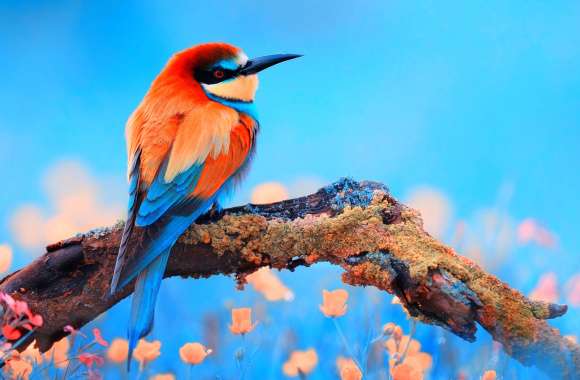 Vibrant Bee-eater A Colorful