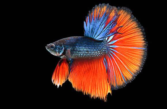 Vibrant Betta Fish wallpapers hd quality