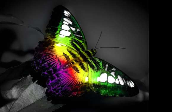 Vibrant Butterfly