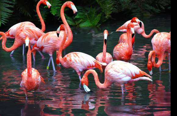 Vibrant Flamingo Flock - wallpapers hd quality