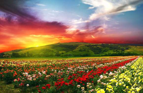 Vibrant Flower Fields at Sunset - wallpapers hd quality