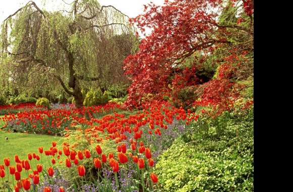 Vibrant Garden Bliss of Tulips and Trees