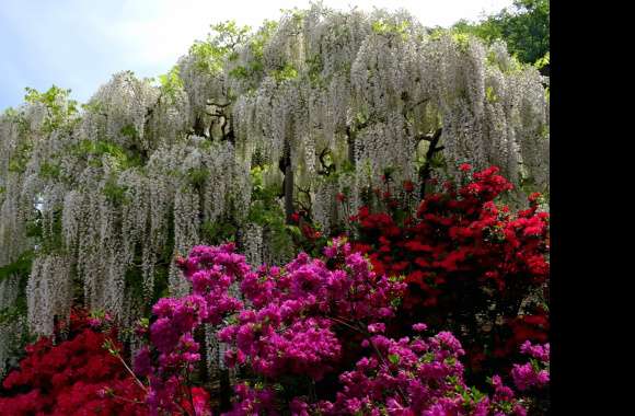 Vibrant Garden Blossoms A Stunning of Wisteria and Colorful Flowers wallpapers hd quality