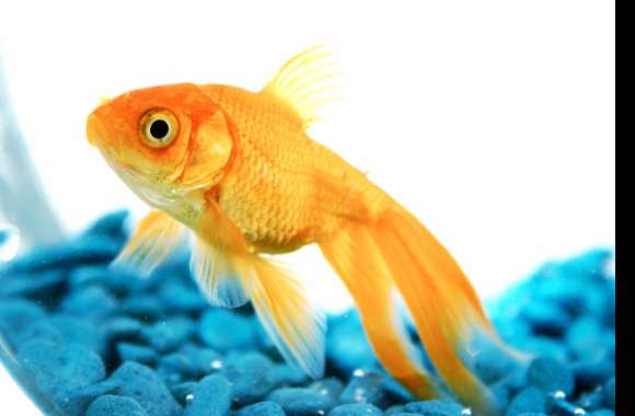 Vibrant Goldfish An for Animal Lovers