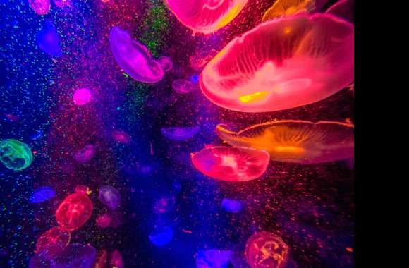Vibrant Jellyfish Dance - wallpapers hd quality